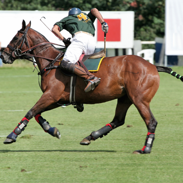 polo player on field